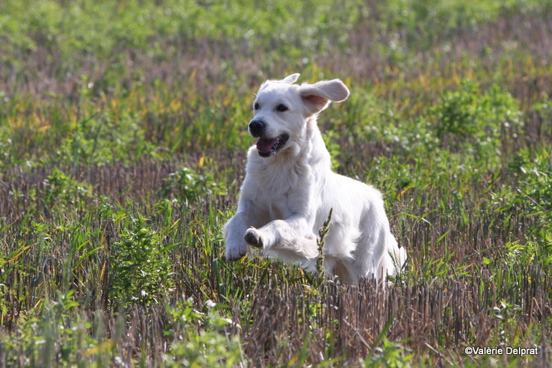 Field Erstein 09 (12).JPG